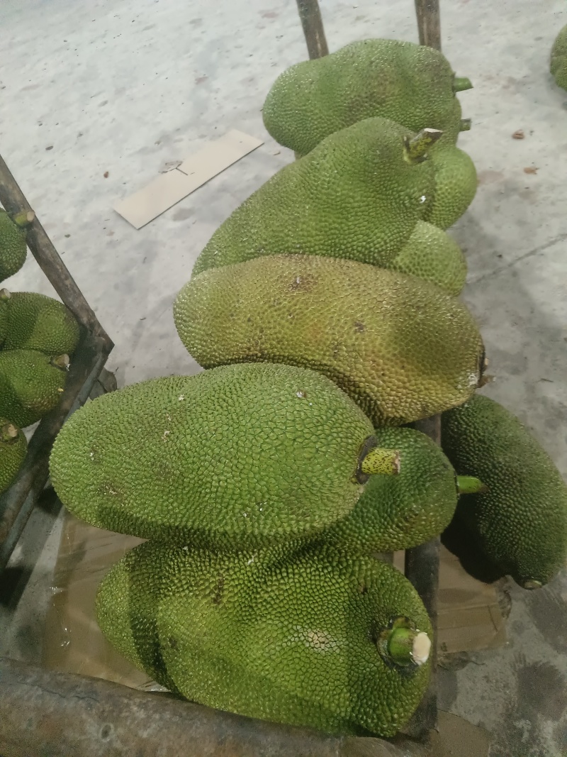 海南菠萝蜜马来西亚1号价格美丽
