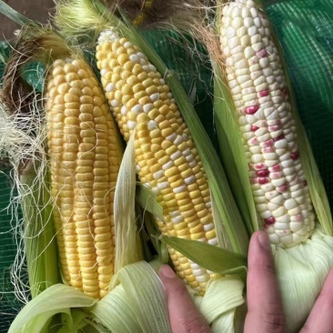 精品花糯白糯双银甜玉米大量供应货源充足，保质保量，