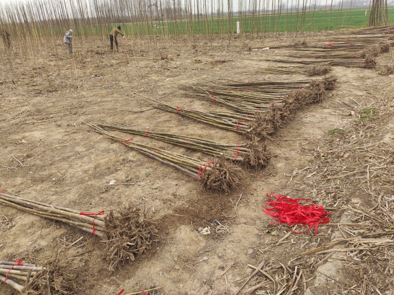 泡桐树苗紫花泡桐改良品种全网供应优质泡桐农场一手货源