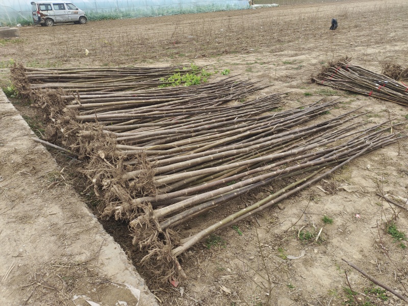 泡桐树苗紫花泡桐改良品种全网供应优质泡桐农场一手货源