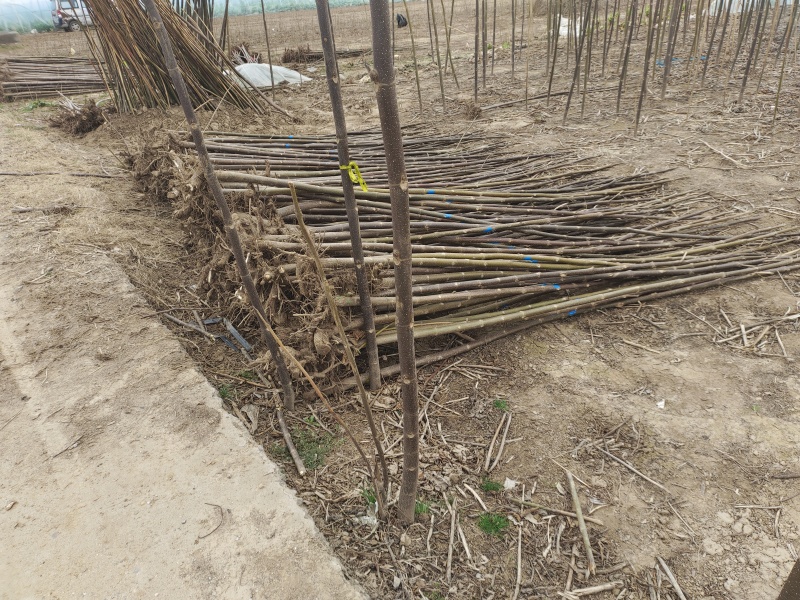泡桐树苗紫花泡桐改良品种全网供应优质泡桐农场一手货源