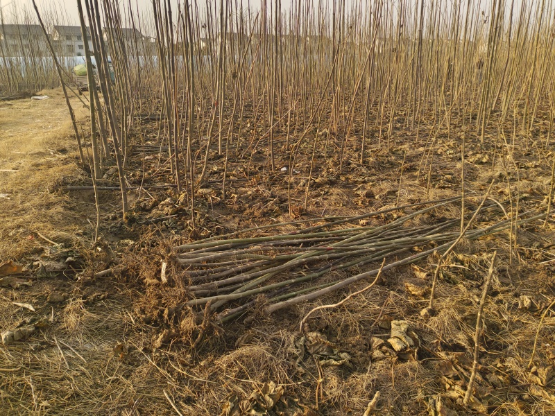 泡桐树苗紫花泡桐改良品种全网供应优质泡桐农场一手货源