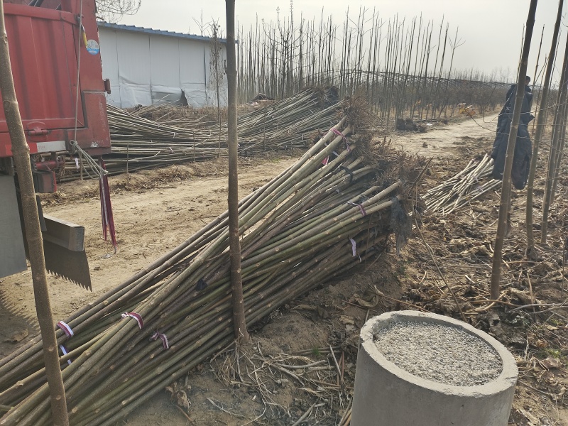泡桐树苗紫花泡桐改良品种全网供应优质泡桐农场一手货源