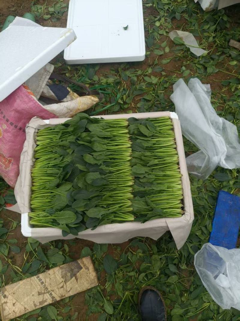 【热卖中】山东精品小叶菠菜产地直发一条龙服务对接批发电商