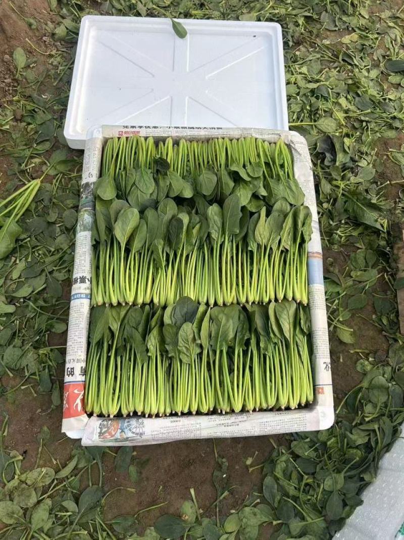 【热卖中】山东精品小叶菠菜产地直发一条龙服务对接批发电商