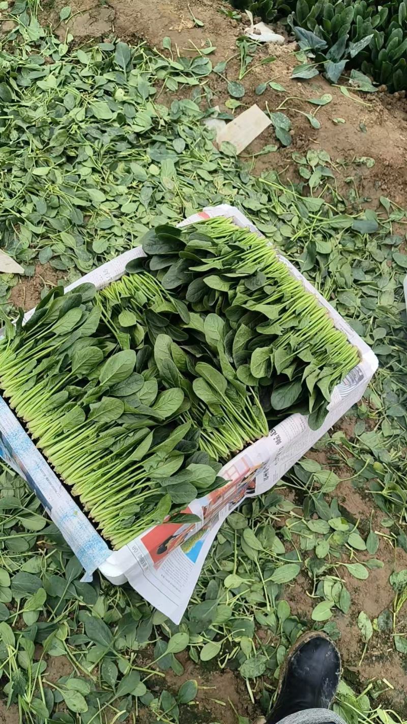 【热卖中】山东精品小叶菠菜产地直发一条龙服务对接批发电商