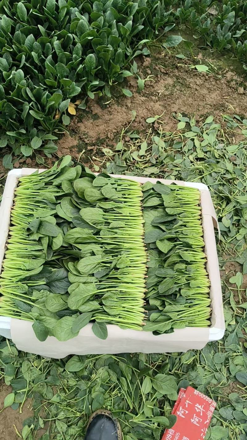 【热卖中】山东精品小叶菠菜产地直发一条龙服务对接批发电商
