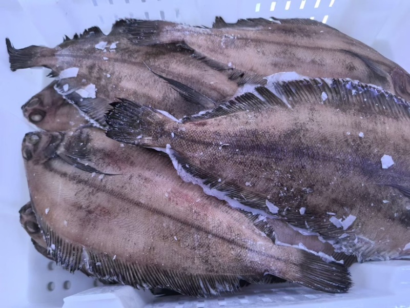 美首鲽全规格现货