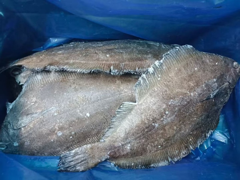 美首鲽全规格现货