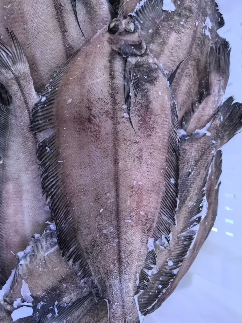 美首鲽全规格现货