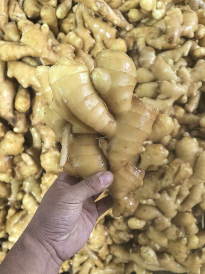 山东面姜
