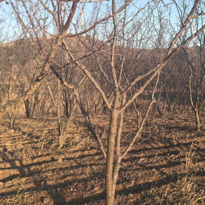 绿化杏树