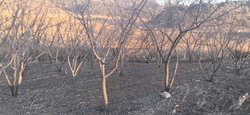 绿化杏树