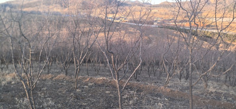 绿化杏树