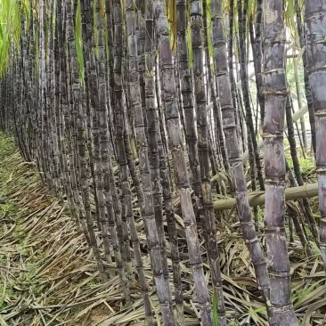黑皮甘蔗