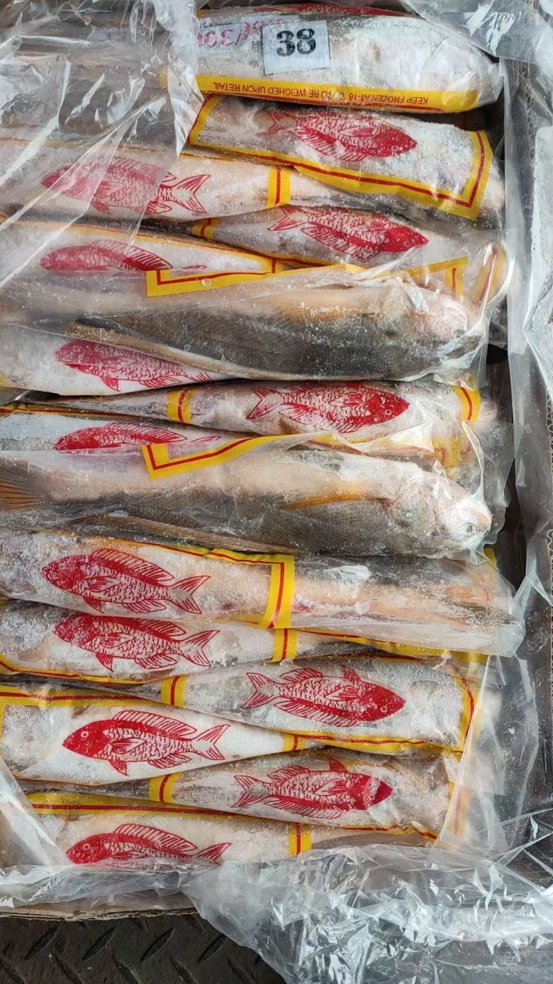 缅甸进口黄花鱼规格200/30010kg一箱
