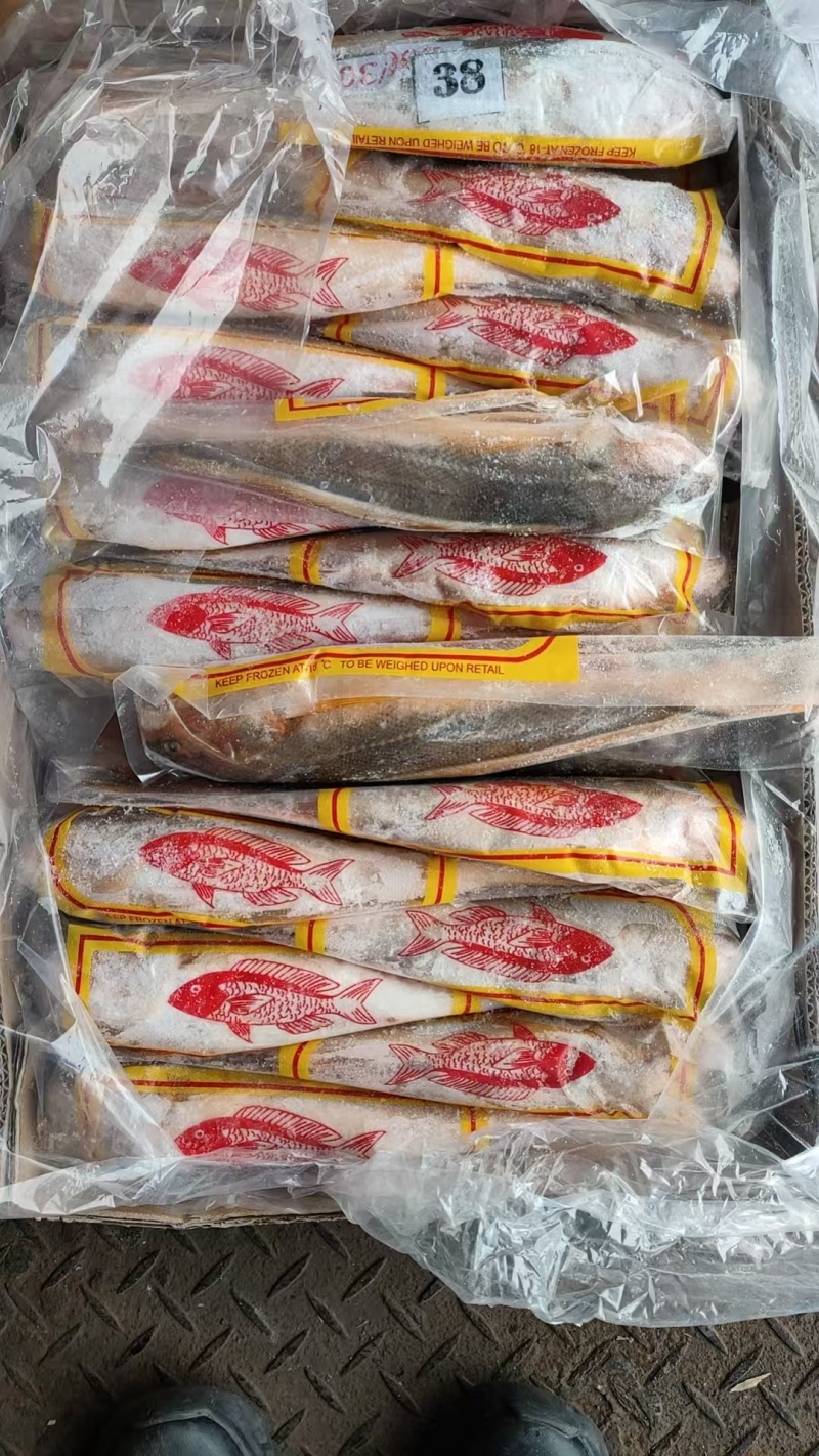 缅甸进口黄花鱼规格200/30010kg一箱