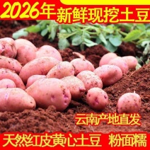 （红皮土豆）红皮黄心土豆/云南产地直发/保质保量发货