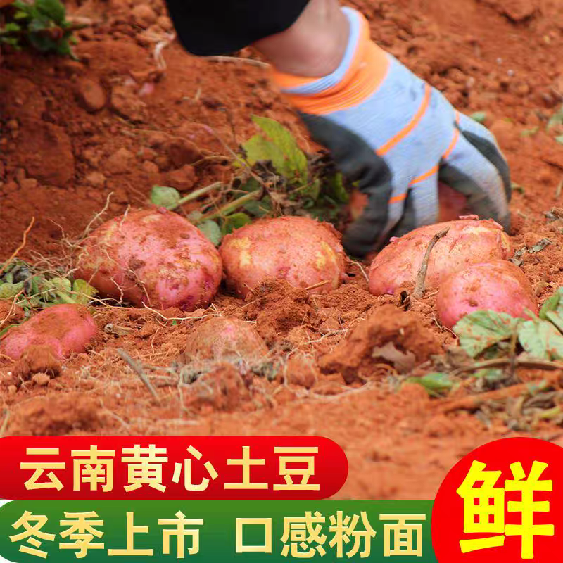 （红皮土豆）红皮黄心土豆/云南产地直发/保质保量发货