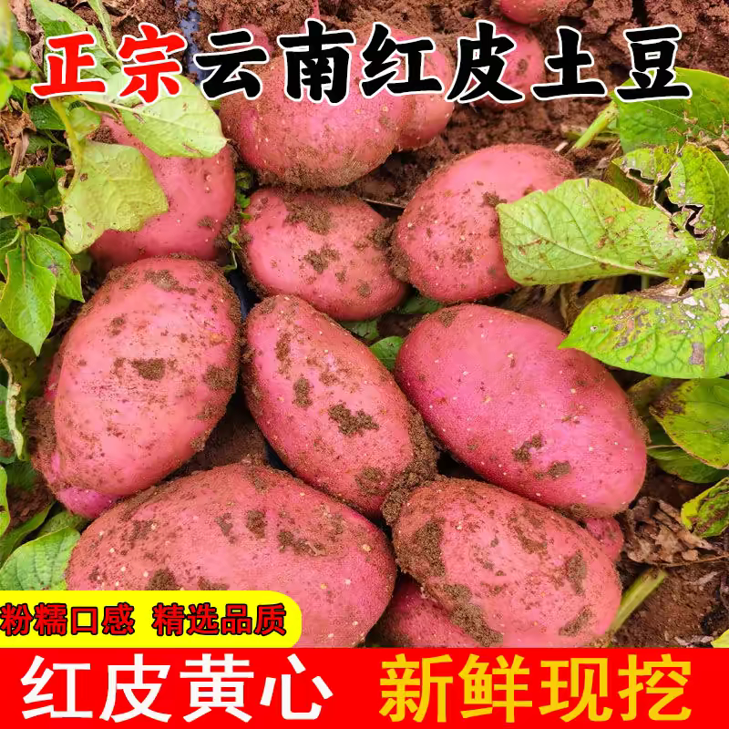 （红皮土豆）红皮黄心土豆/云南产地直发/保质保量发货
