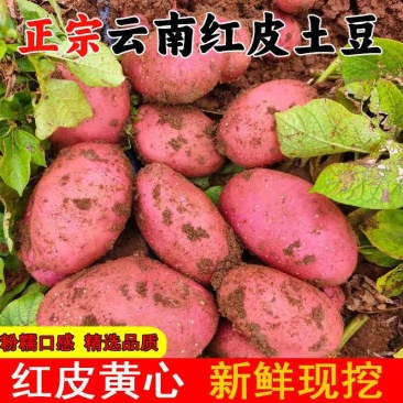 （青薯9号土豆）云南土豆/红皮黄心/产地货源整车批发