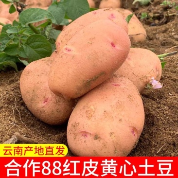 （合作88号土豆）云南分红土豆/黄心土豆/保质保量发货
