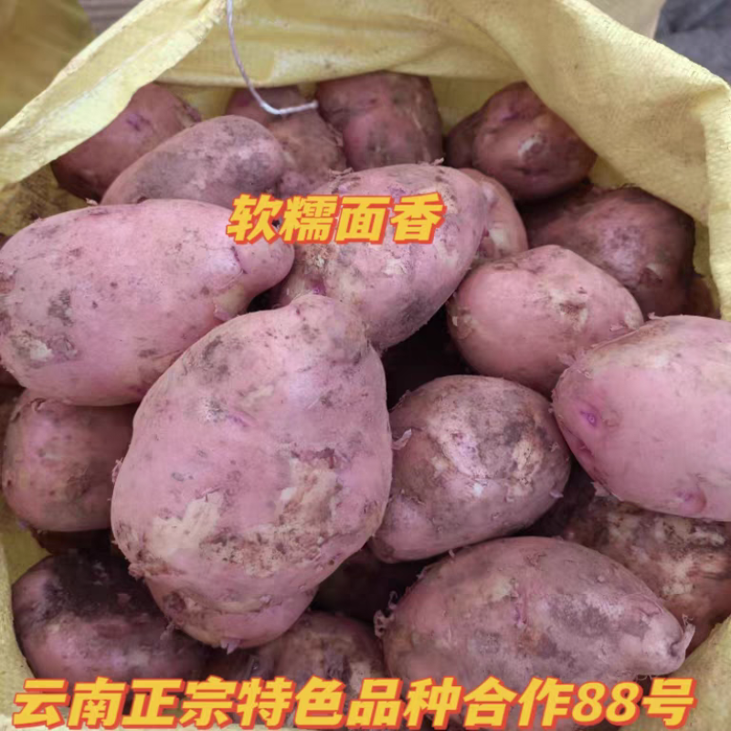 （合作88号土豆）云南分红土豆/黄心土豆/保质保量发货