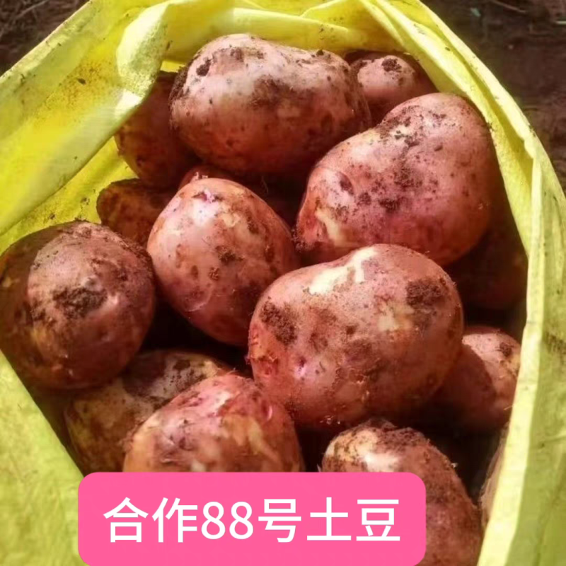（合作88号土豆）云南分红土豆/黄心土豆/保质保量发货