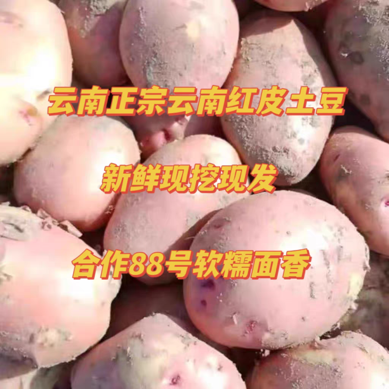 （合作88号土豆）云南分红土豆/黄心土豆/保质保量发货