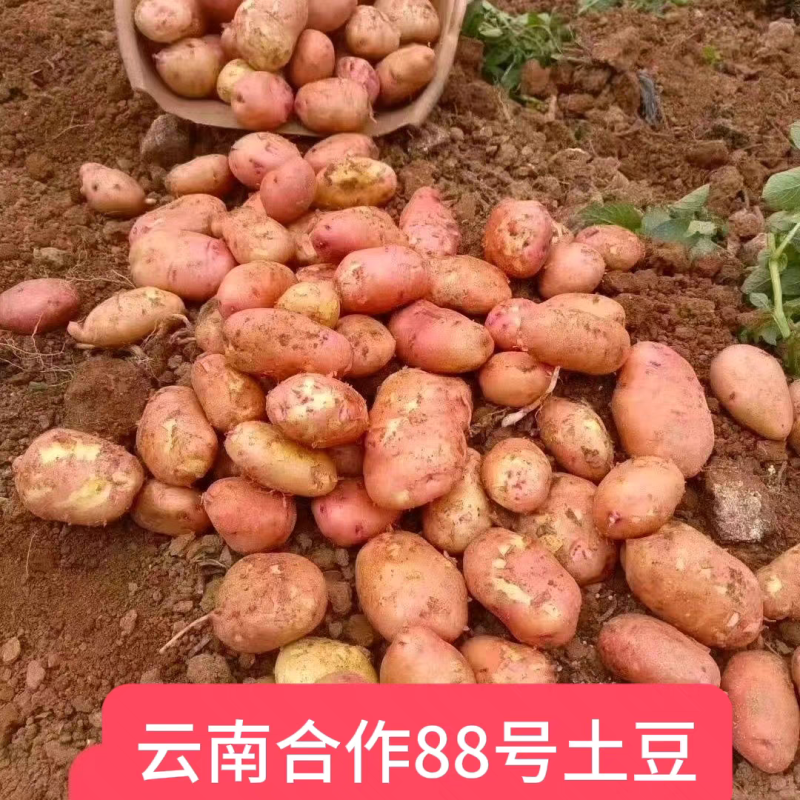 （合作88号土豆）云南分红土豆/黄心土豆/保质保量发货