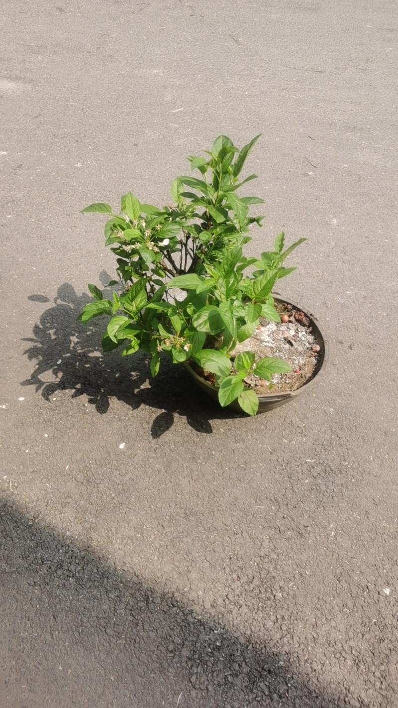 海棠果，
