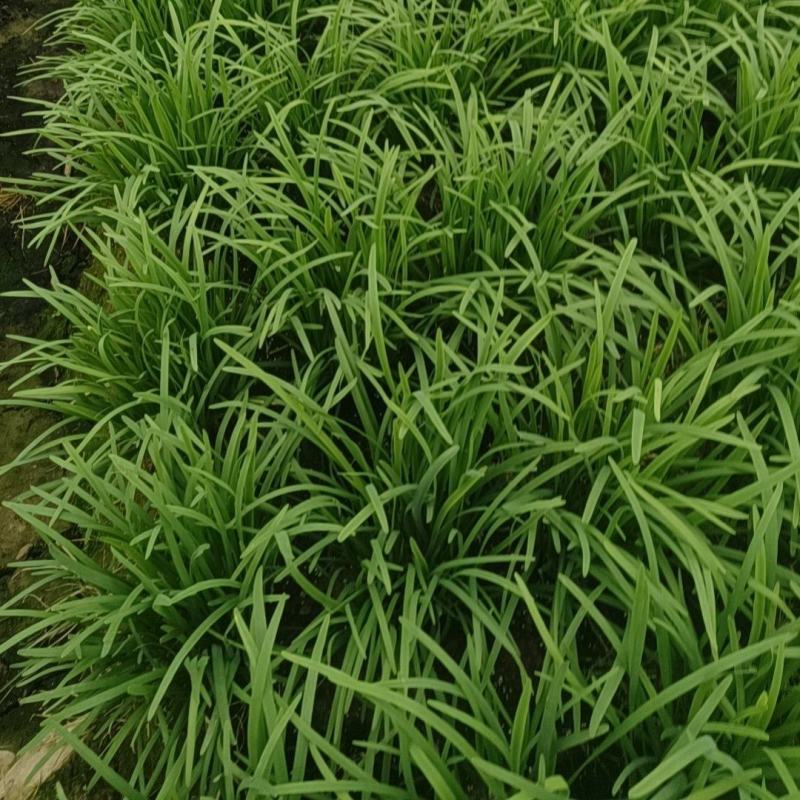 精品韭菜