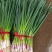 红根蒜苗/江苏徐州丰县红根蒜苗大量上市/对接全国采购商