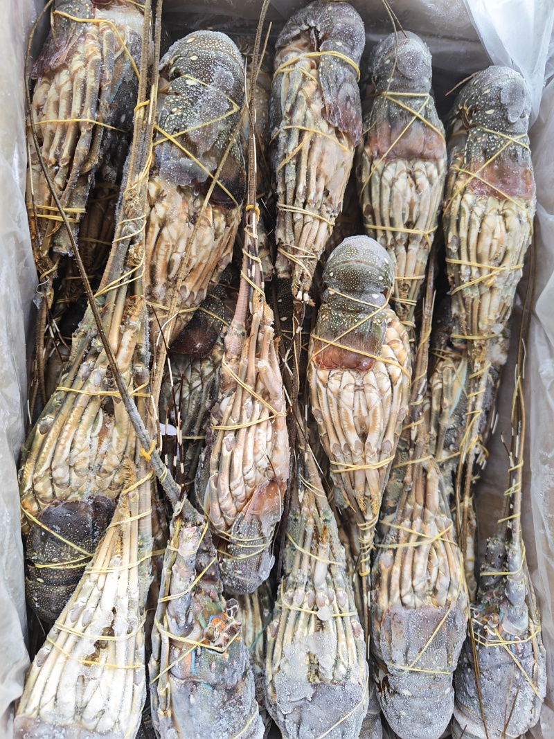 冷冻干冰冷冻B级小青龙