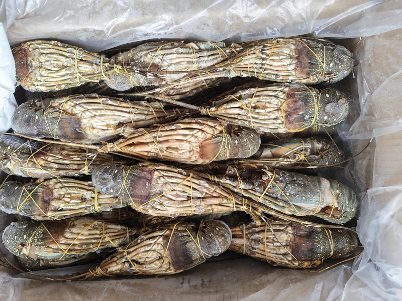 冷冻干冰冷冻B级小青龙