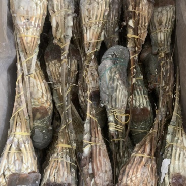 冷冻干冰冷冻B级小青龙