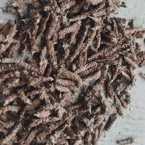 红光印片夏枯球