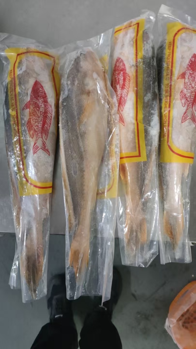 缅甸进口黄花鱼野生