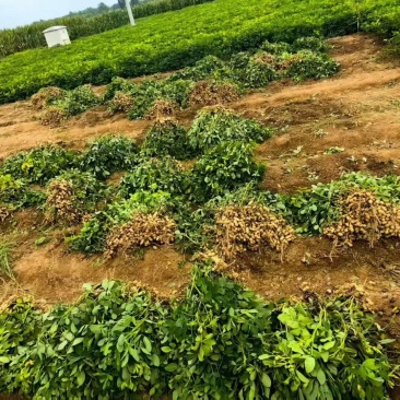 一手货源精品果**带壳花生高油酸花生量大从优
