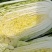 大白菜大量有货随时发车全国各地都接单