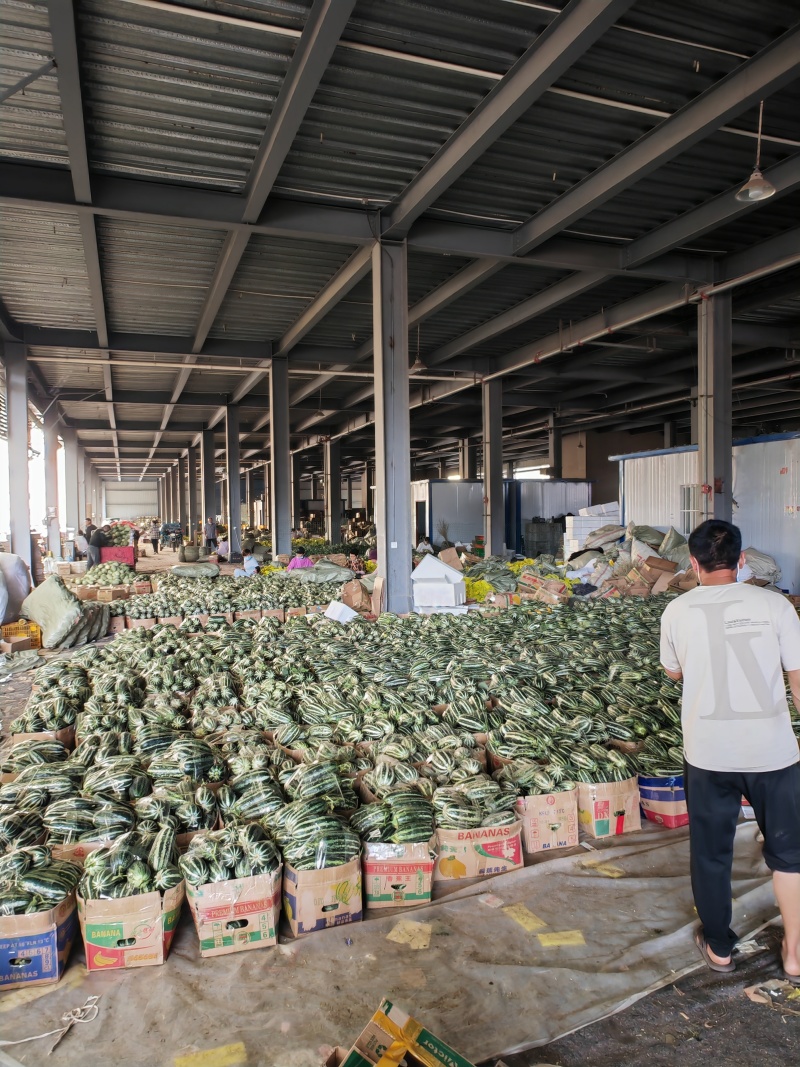 博洋9号甜瓜，基地现摘现发，代收代发全国各地批发市场电商