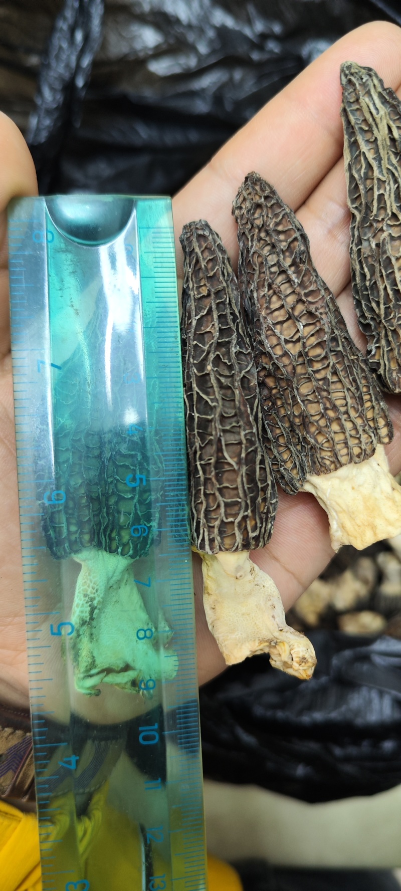 自己家种植太阳晒干，只有5-6斤。大老板些就算了。