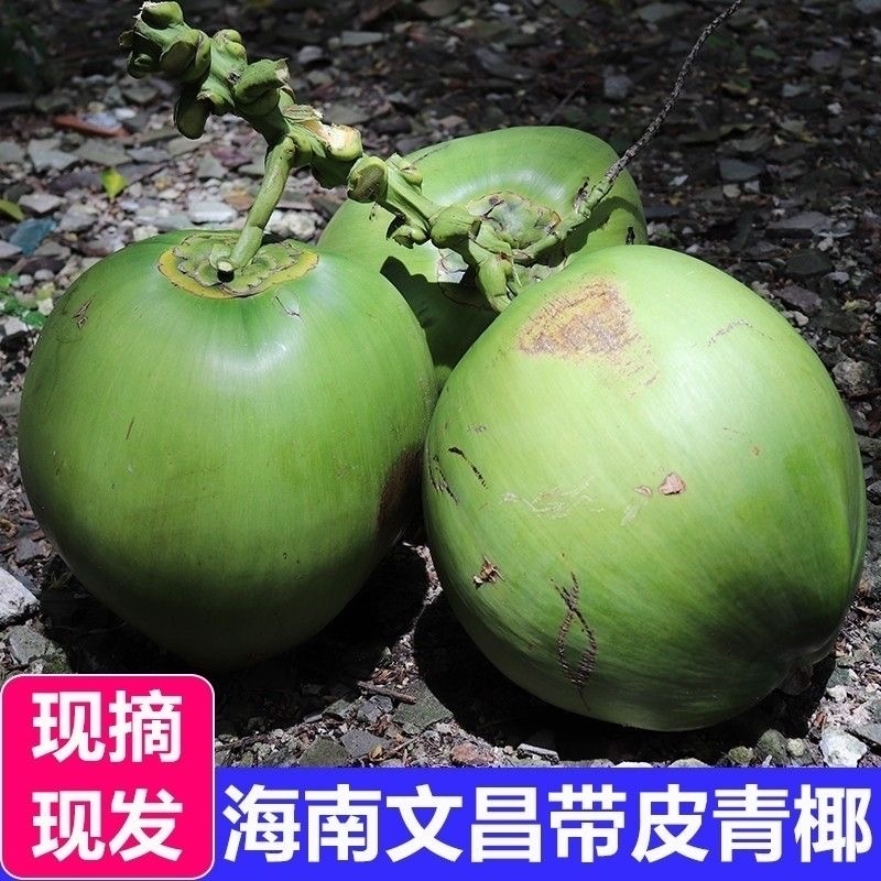 海南精品椰子/产地直发/量大从优/诚信经营/一手货源