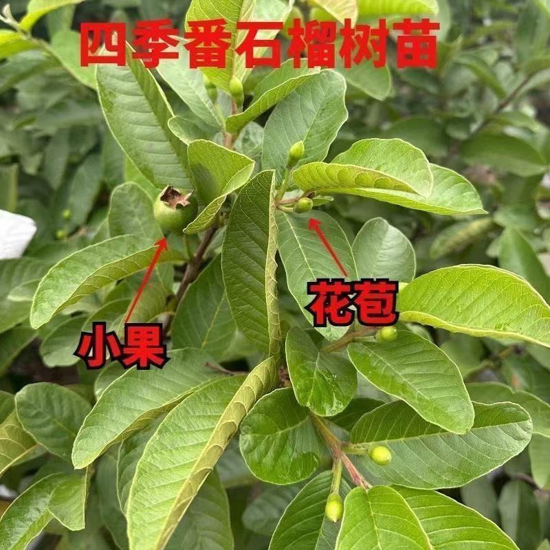 番石榴苗四季珍珠白肉红心芭乐少籽红宝石矮化石榴树超矮当年