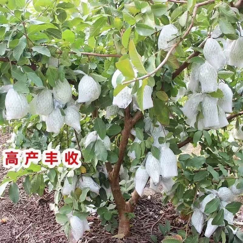 番石榴苗四季珍珠白肉红心芭乐少籽红宝石矮化石榴树超矮当年