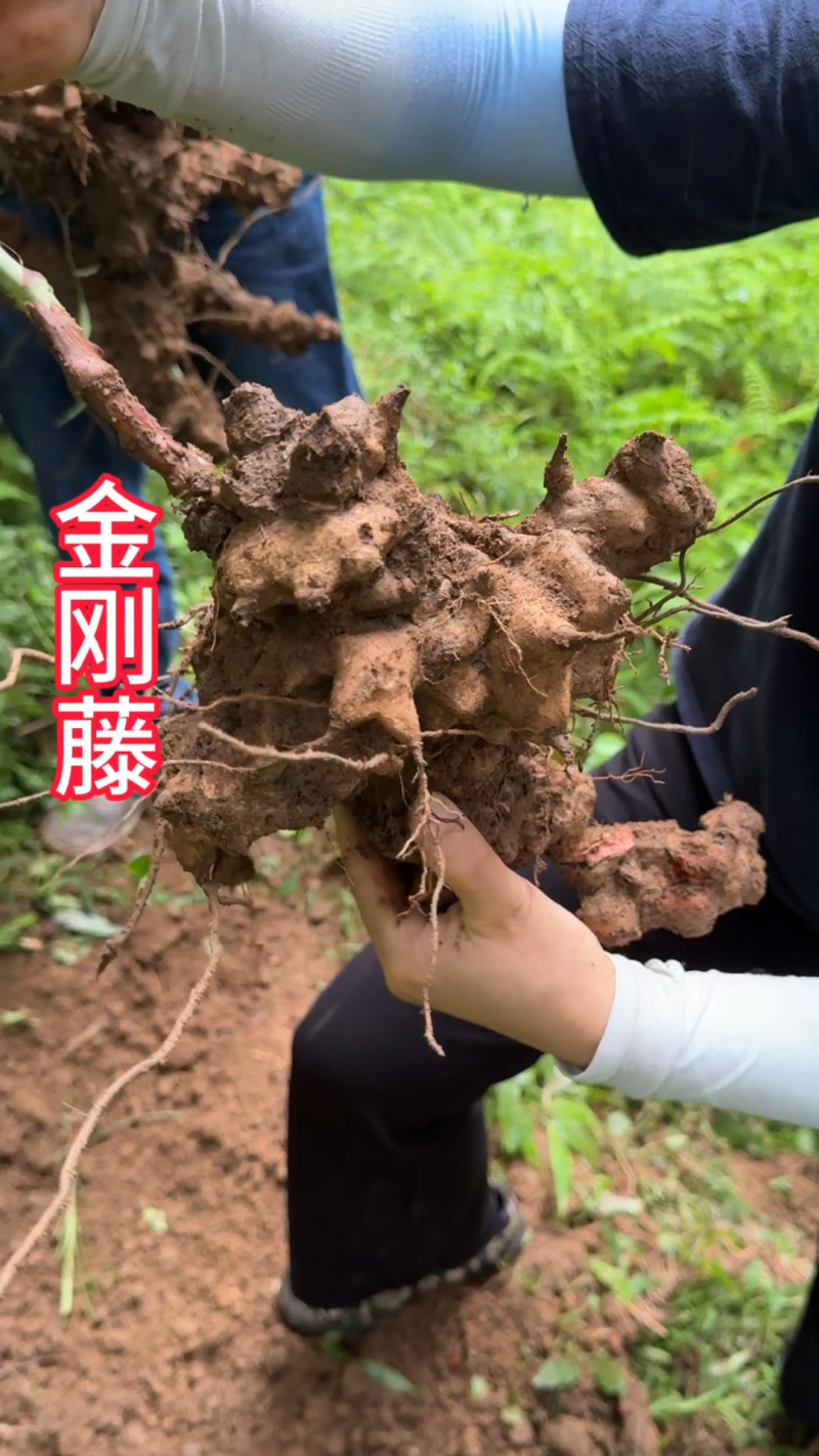 金刚藤