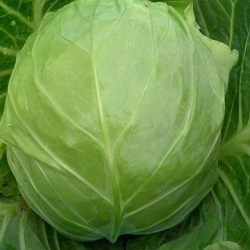 【诚信为本】优质扁包菜大量供应物美价廉量大从优