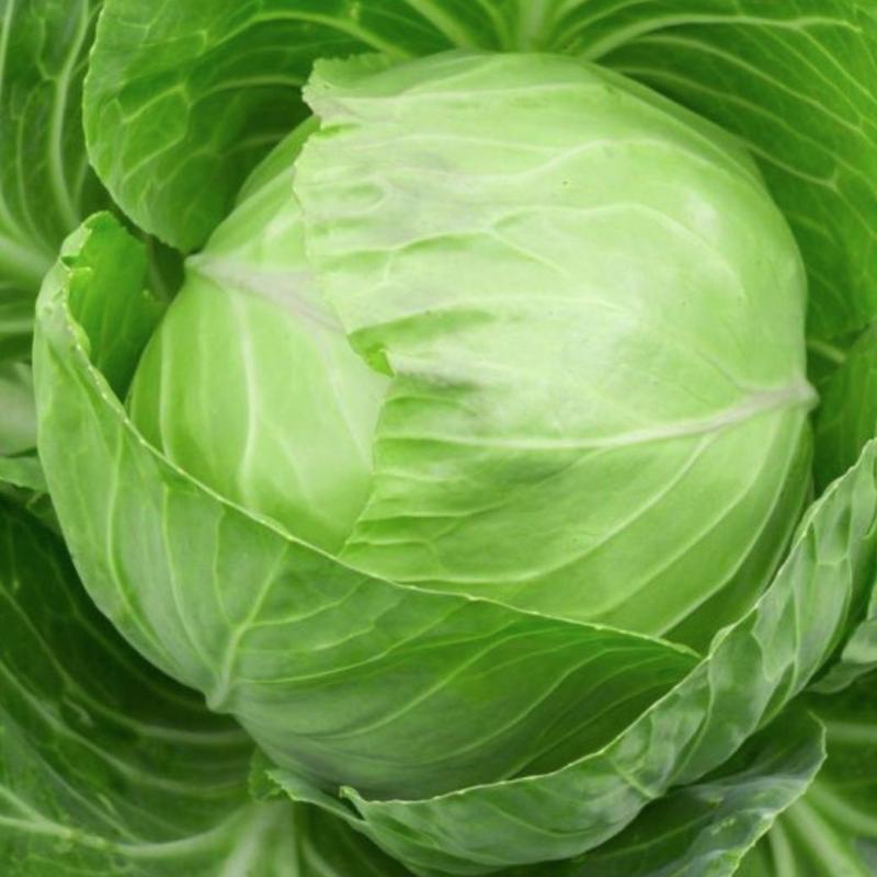【诚信为本】优质扁包菜大量供应物美价廉量大从优