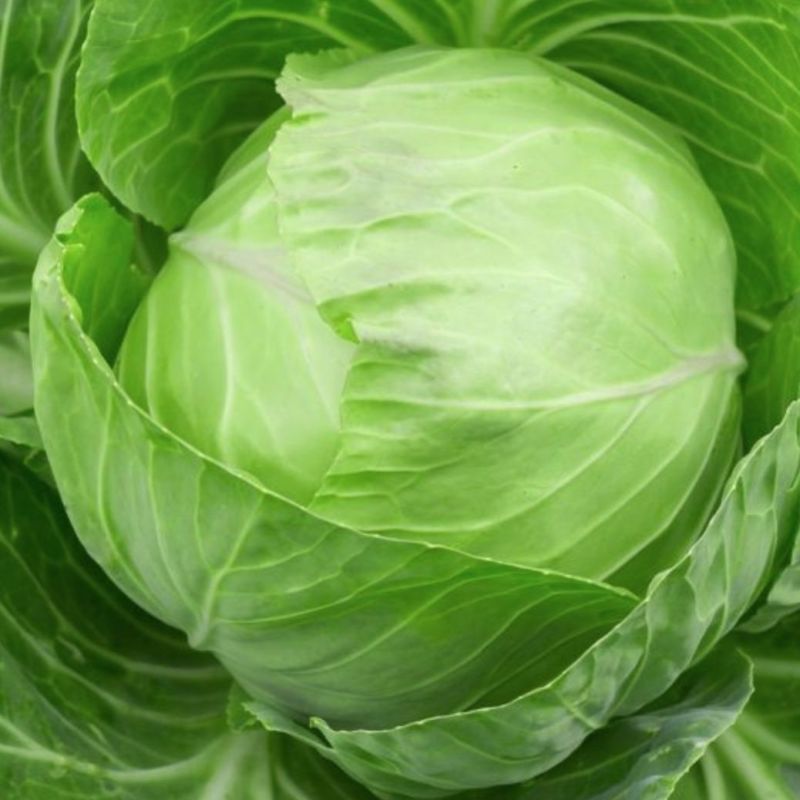 【自产自销】扁包菜产地直发视频看货一手货源量大
