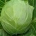 【诚信为本】优质扁包菜大量供应物美价廉量大从优